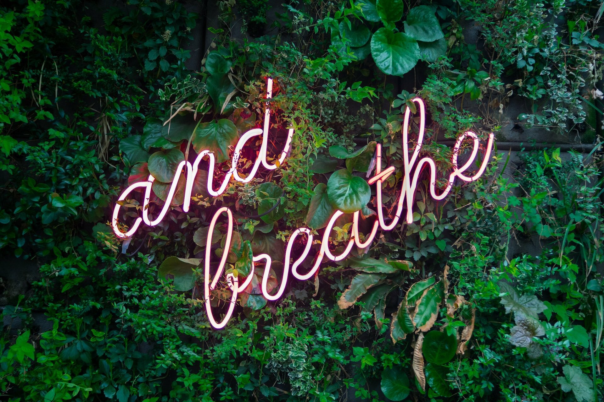 meditation, green plants, breathing exercises